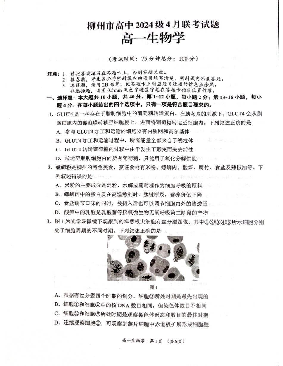 广西柳州市2024-2025学年高一下学期4月联考生物试卷（无答案）.pdf_第1页
