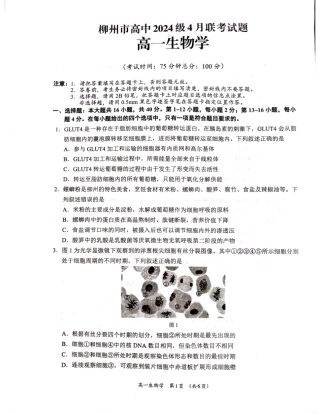 广西柳州市2024-2025学年高一下学期4月联考生物试卷（无答案）.pdf
