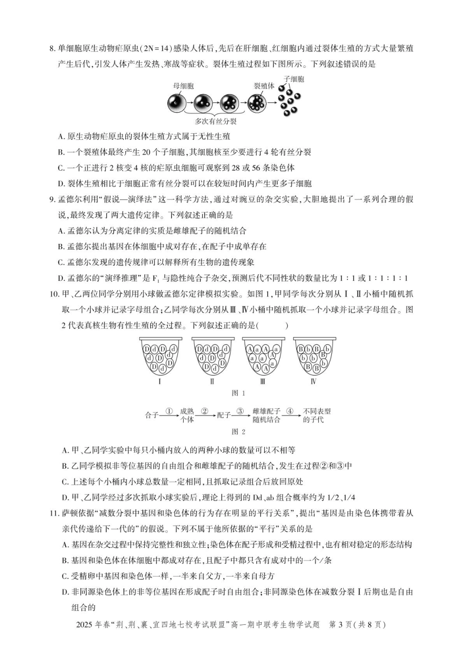 湖北省“荆、荆、襄、宜四地七校考试联盟2024-2025学年”高一下学期期中联考生物学试卷（PDF版，含答案）_高一期中联考-生物试卷.pdf_第3页