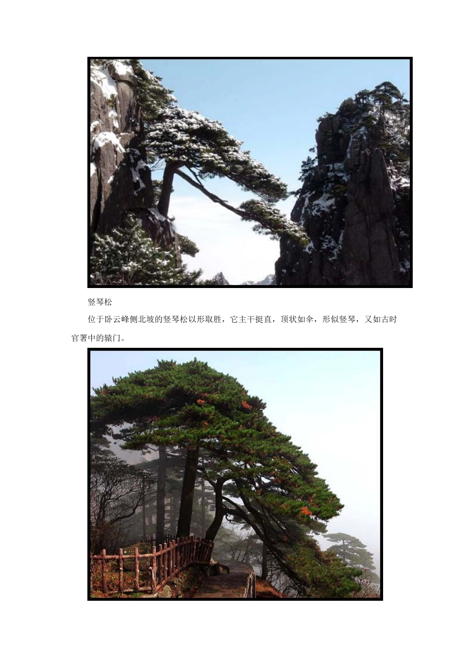 人教版小学美术五年级教案-黄山十大名松.doc_第2页