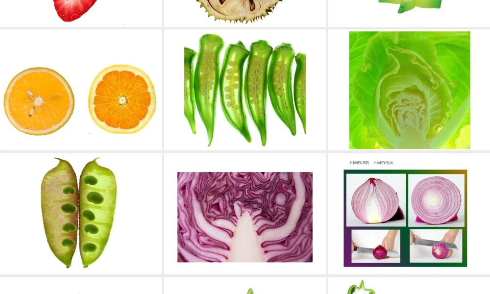 人教版四年级小学美术课件-《蔬果剖面》课件2.ppt