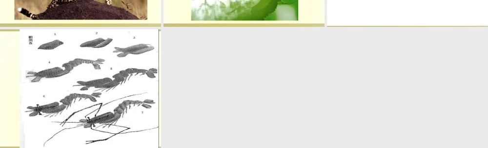 人教版五年级小学美术课件-《写意动物》课件02.ppt