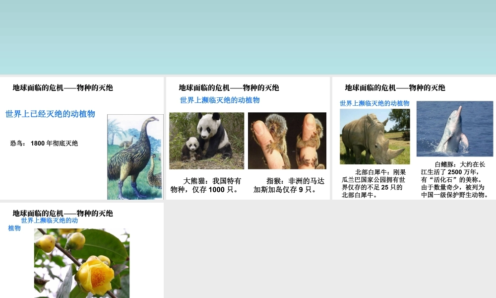 人教版五年级小学美术课件-地球面临的危机——物种的灭绝.ppt