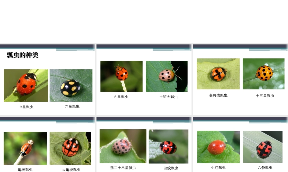 人教版一年级小学美术课件-《瓢虫的花衣裳》教案1.ppt