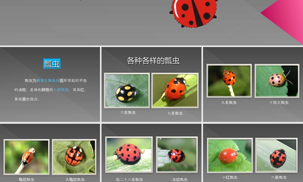 人教版一年级小学美术课件-《瓢虫的花衣裳》教案2.ppt