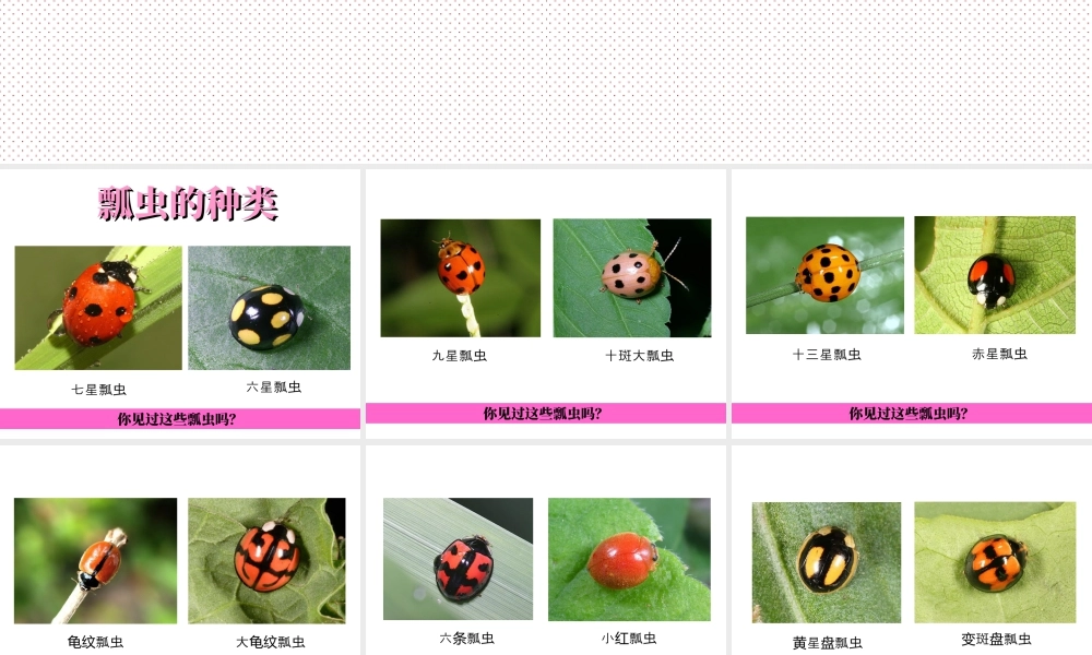 人教版一年级小学美术课件-《瓢虫的花衣裳》教案3.ppt