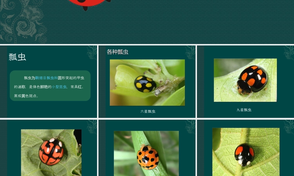 人教版一年级小学美术课件-《瓢虫的花衣裳》教案4.ppt