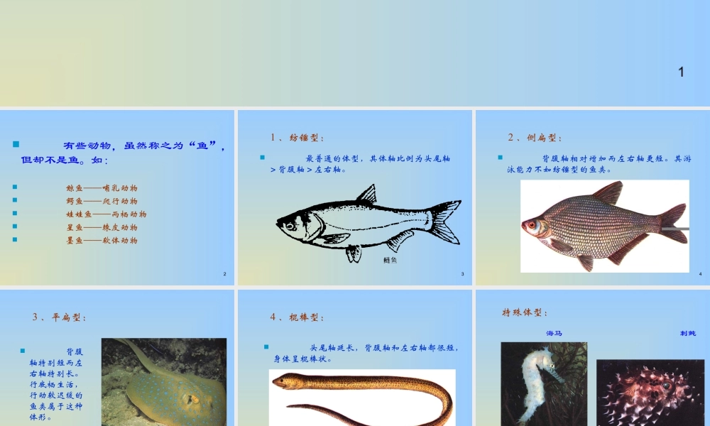 人教版一年级小学美术课件-不同鱼的形态.ppt