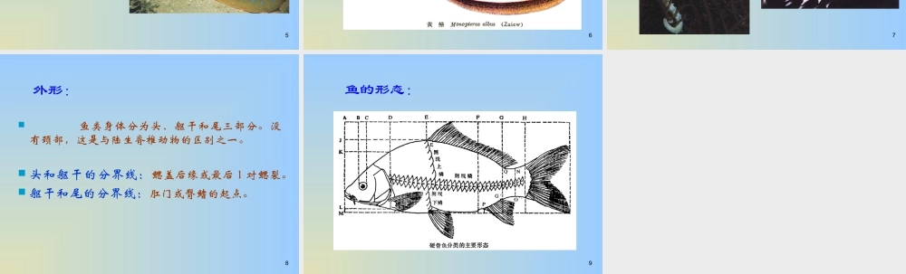 人教版一年级小学美术课件-不同鱼的形态.ppt
