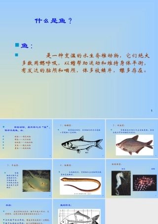人教版一年级小学美术课件-不同鱼的形态.ppt