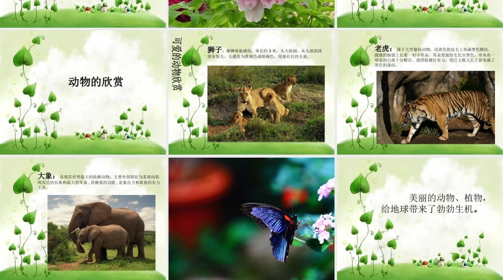 人教版一年级小学美术课件-美丽的植物和动物2.ppt
