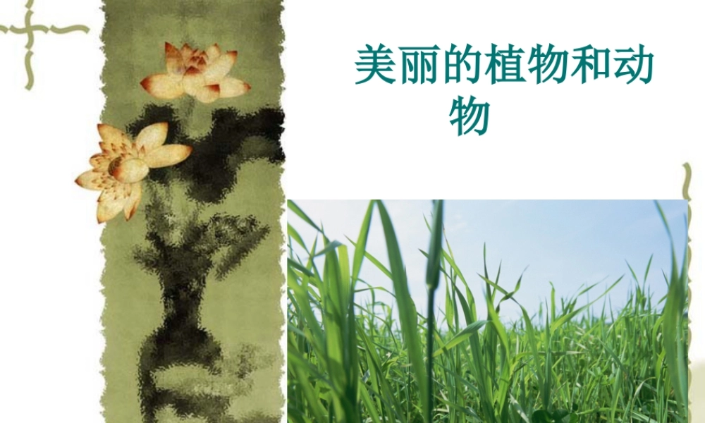 人教版一年级小学美术课件-美丽的植物和动物3.ppt
