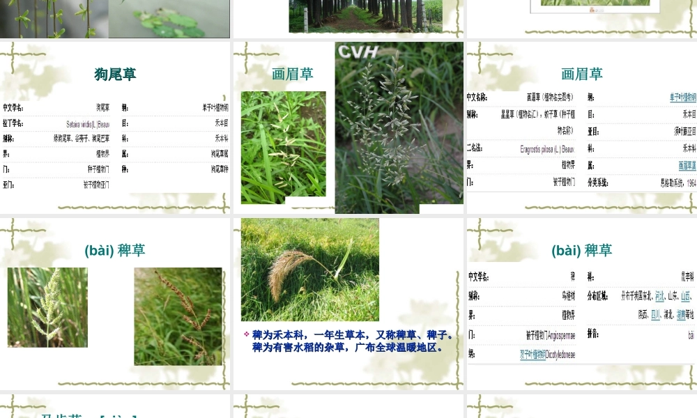 人教版一年级小学美术课件-美丽的植物和动物3.ppt