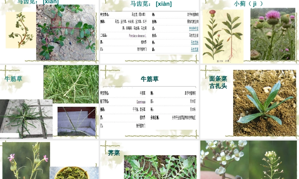 人教版一年级小学美术课件-美丽的植物和动物3.ppt