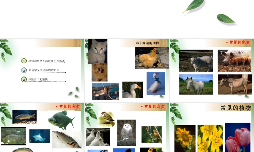 人教版一年级小学美术课件-美丽的植物和动物4.ppt
