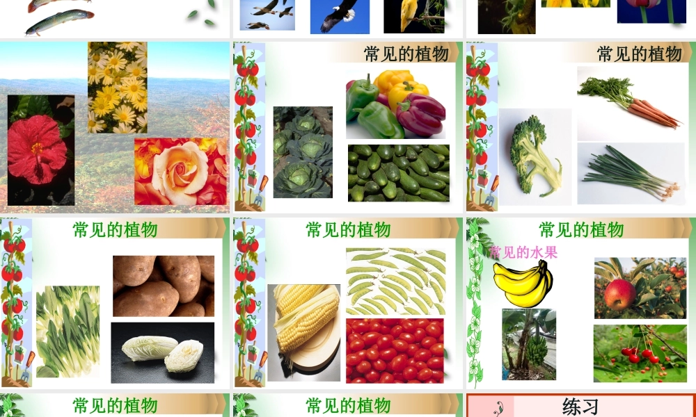 人教版一年级小学美术课件-美丽的植物和动物4.ppt