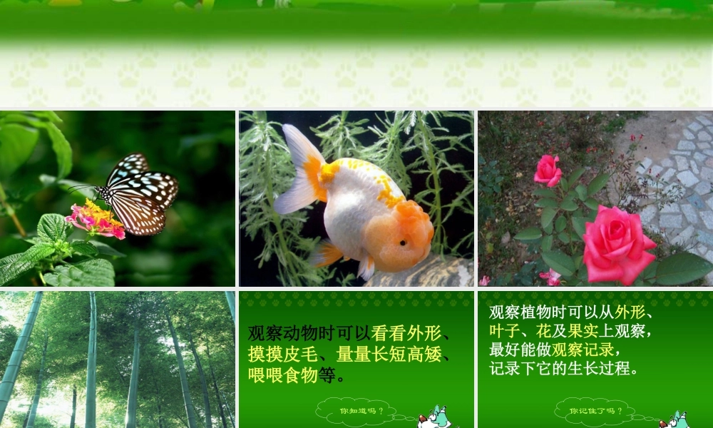 人教版一年级小学美术课件-美丽的植物和动物5.ppt