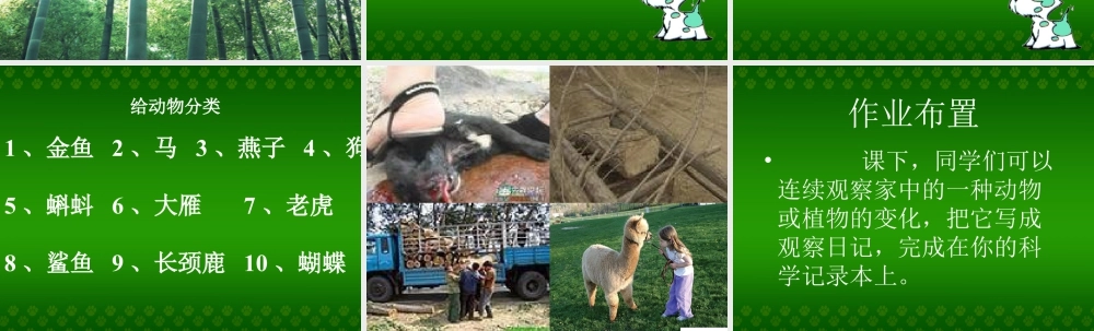 人教版一年级小学美术课件-美丽的植物和动物5.ppt