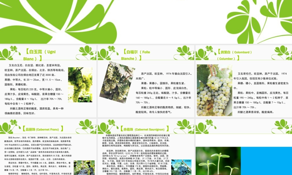 人教版一年级小学美术课件-葡萄品种大全.ppt