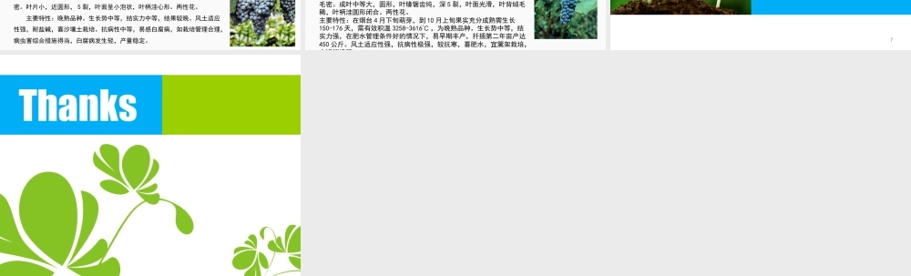 人教版一年级小学美术课件-葡萄品种大全.ppt