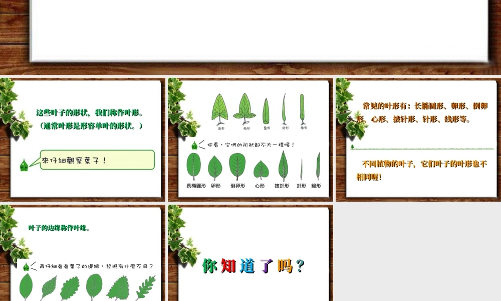 人教版一年级小学美术课件-认识叶子.ppt