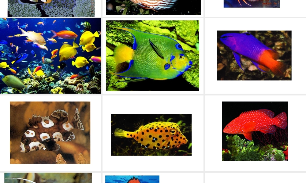 人教版一年级小学美术课件-鱼儿游游2.ppt