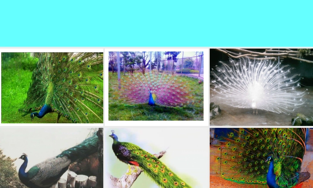 人教版二年级小学美术课件-《美丽孔雀》课件1.ppt