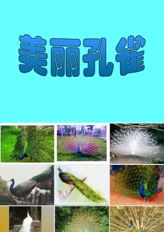 人教版二年级小学美术课件-《美丽孔雀》课件1.ppt