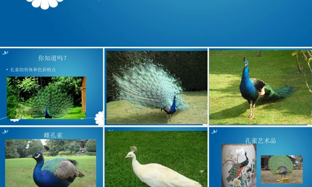 人教版二年级小学美术课件-《美丽孔雀》课件3.ppt