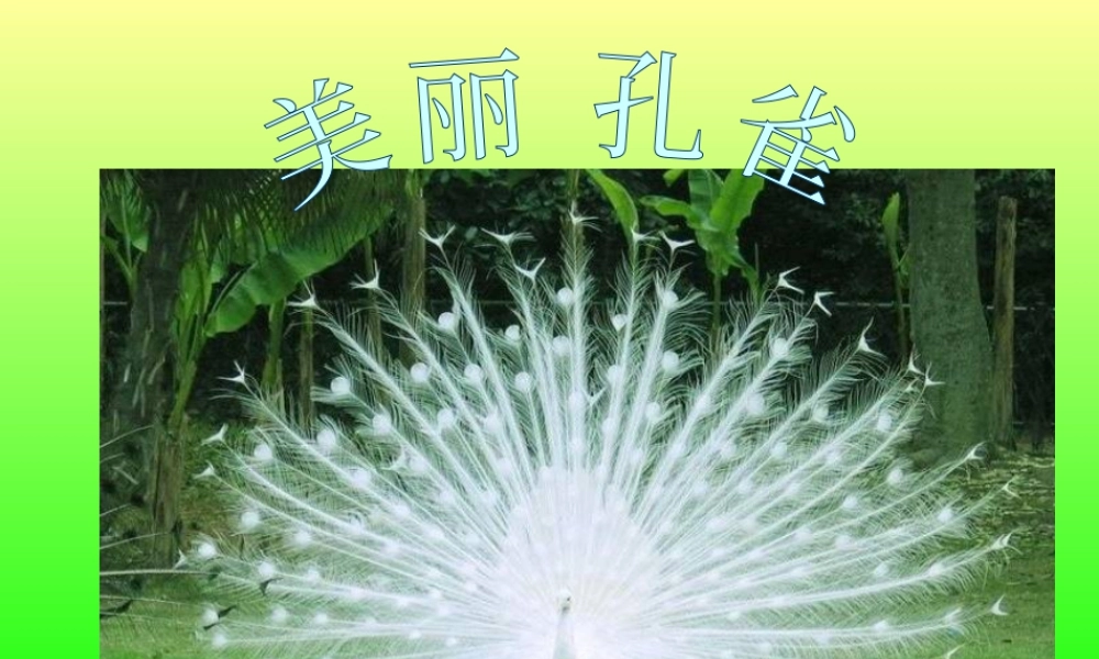 人教版二年级小学美术课件-《美丽孔雀》课件4.ppt