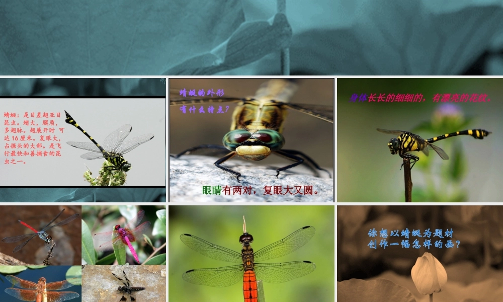 人教版二年级小学美术课件-《蜻蜓飞飞》课件2.ppt