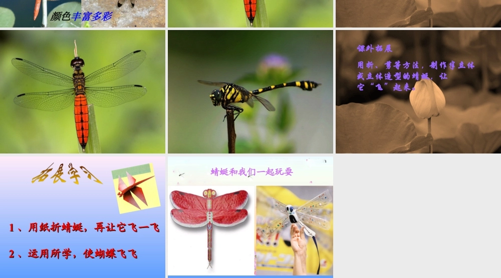人教版二年级小学美术课件-《蜻蜓飞飞》课件2.ppt