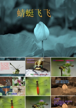 人教版二年级小学美术课件-《蜻蜓飞飞》课件2.ppt