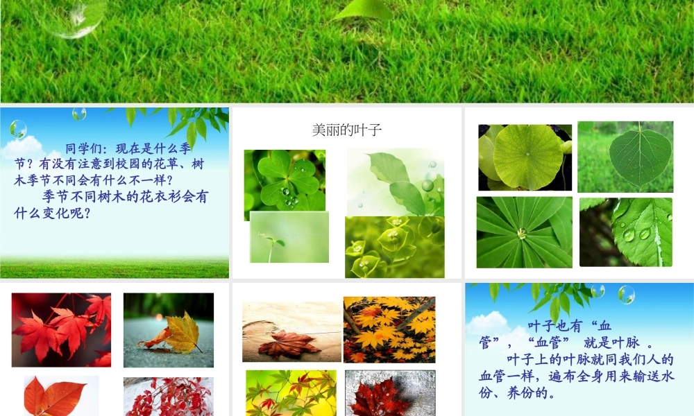 人教版二年级小学美术课件-《叶子上的小“血管”》课件1.ppt