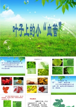 人教版二年级小学美术课件-《叶子上的小“血管”》课件1.ppt