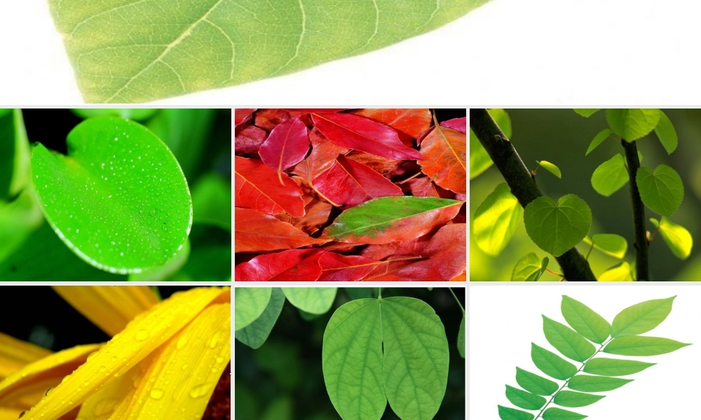 人教版二年级小学美术课件-《叶子上的小“血管”》课件2.ppt