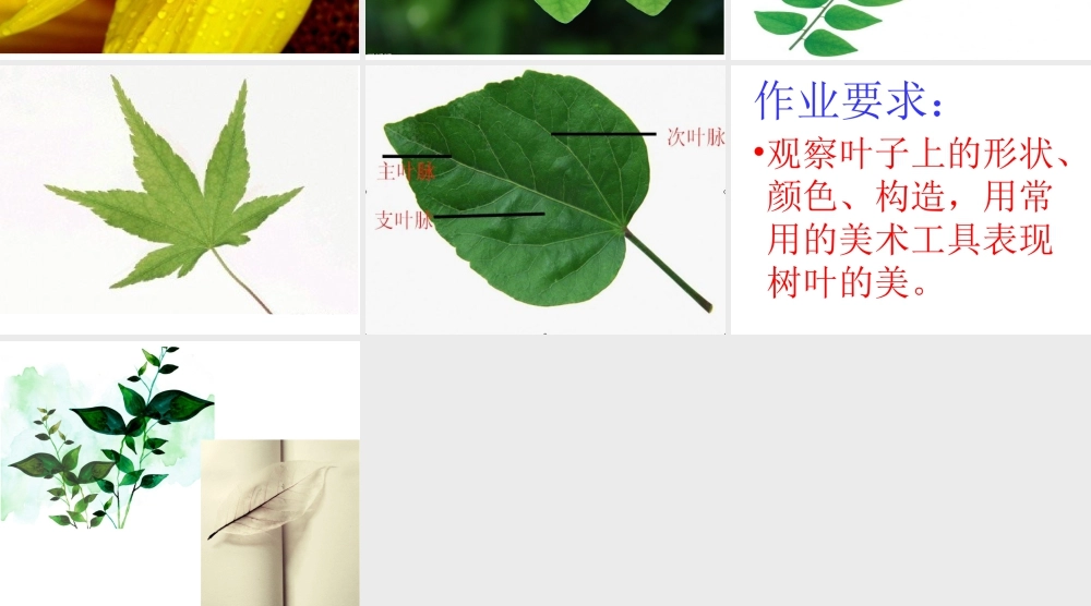 人教版二年级小学美术课件-《叶子上的小“血管”》课件2.ppt