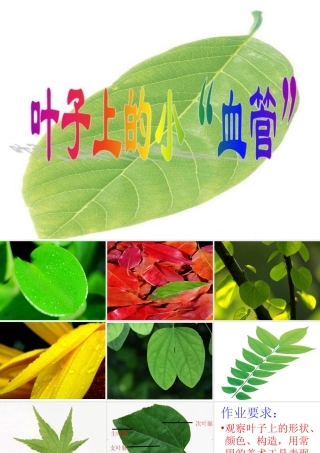 人教版二年级小学美术课件-《叶子上的小“血管”》课件2.ppt