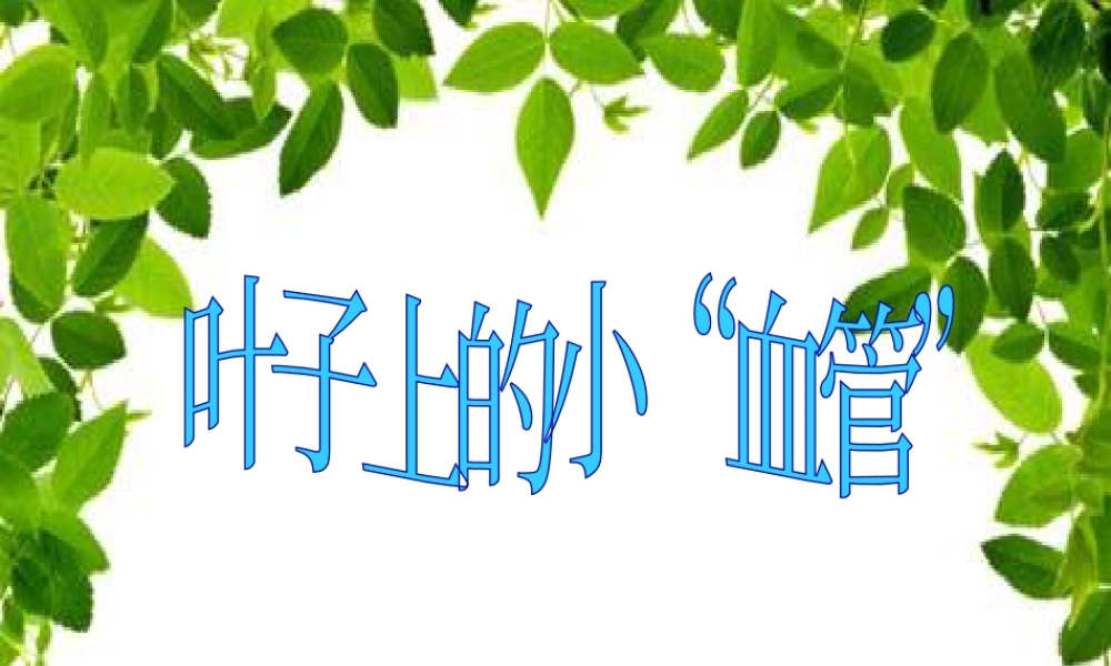 人教版二年级小学美术课件-《叶子上的小“血管”》课件3.ppt