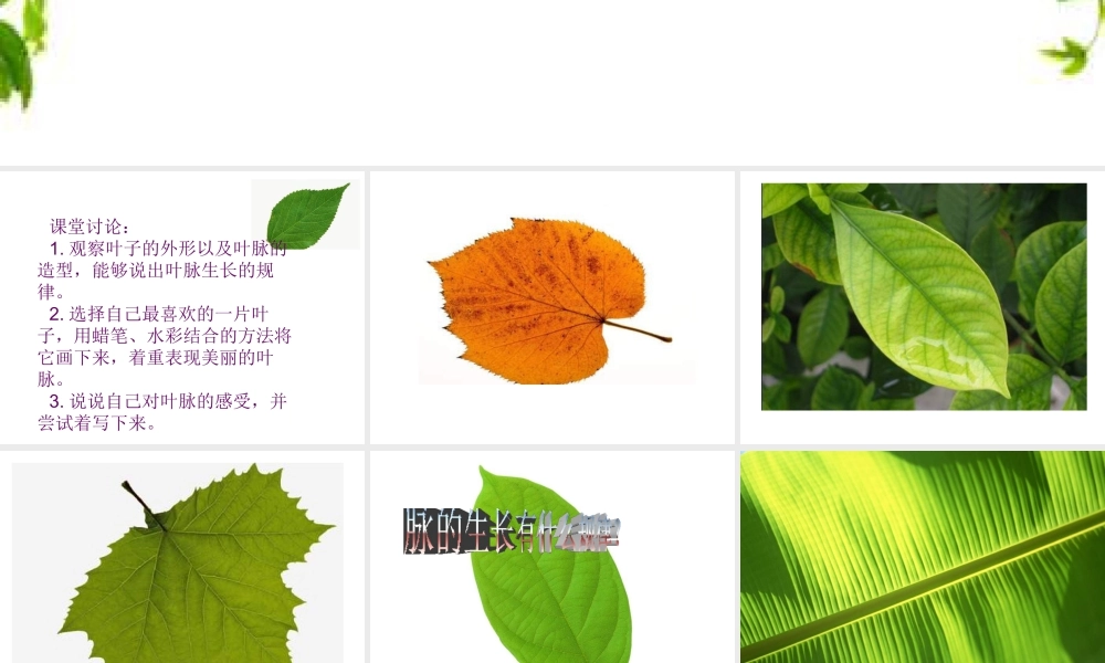 人教版二年级小学美术课件-《叶子上的小“血管”》课件3.ppt