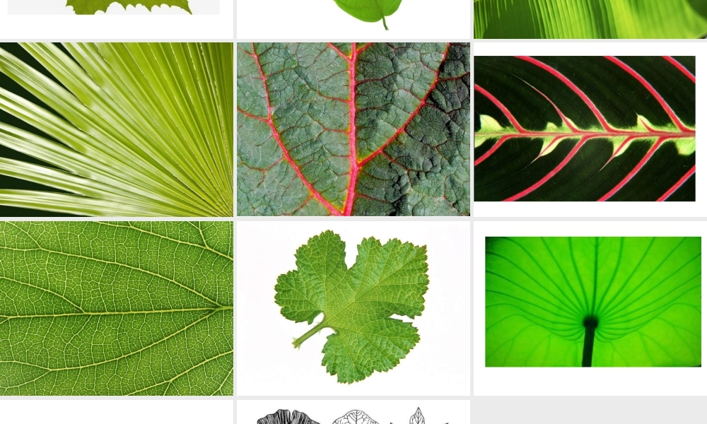 人教版二年级小学美术课件-《叶子上的小“血管”》课件3.ppt