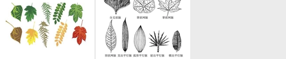 人教版二年级小学美术课件-《叶子上的小“血管”》课件3.ppt