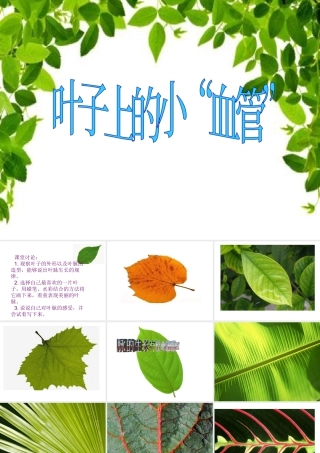 人教版二年级小学美术课件-《叶子上的小“血管”》课件3.ppt