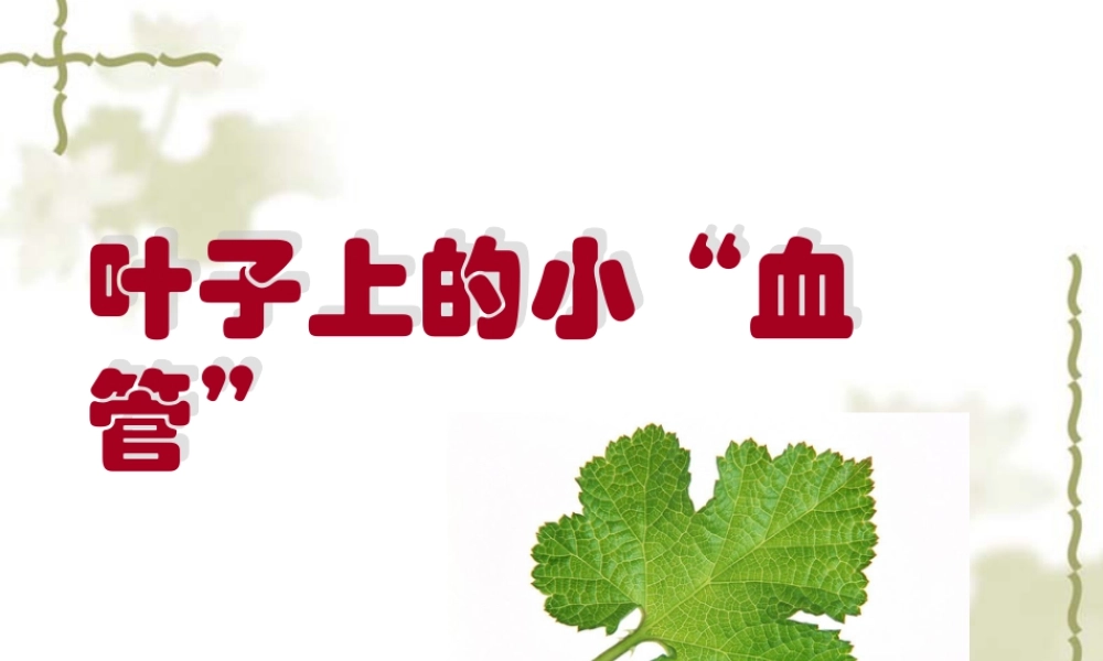 人教版二年级小学美术课件-《叶子上的小“血管”》课件4.ppt