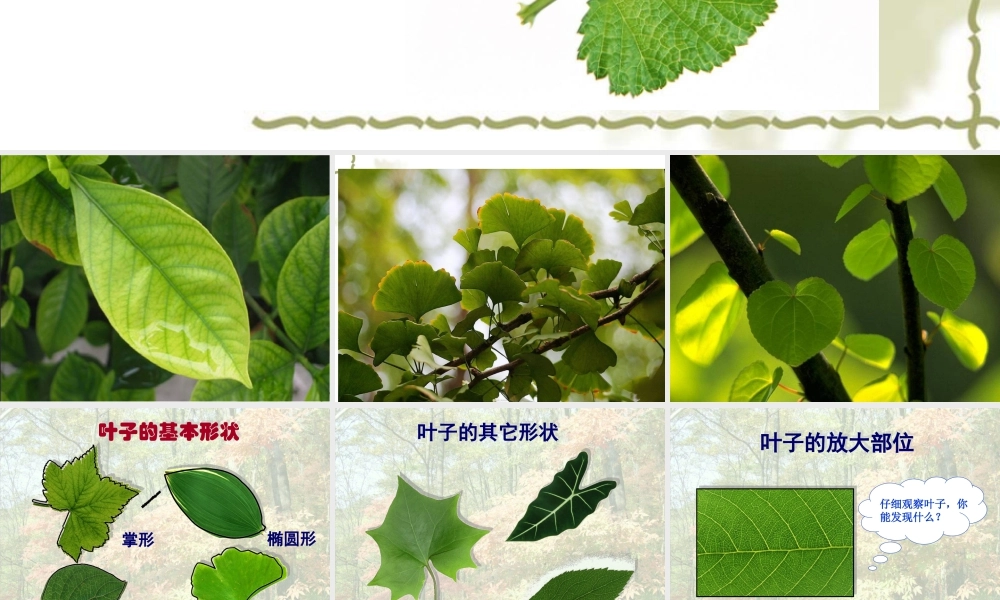 人教版二年级小学美术课件-《叶子上的小“血管”》课件4.ppt