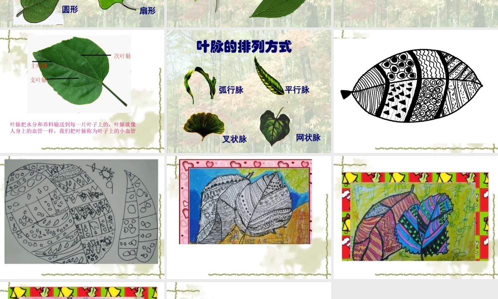 人教版二年级小学美术课件-《叶子上的小“血管”》课件4.ppt