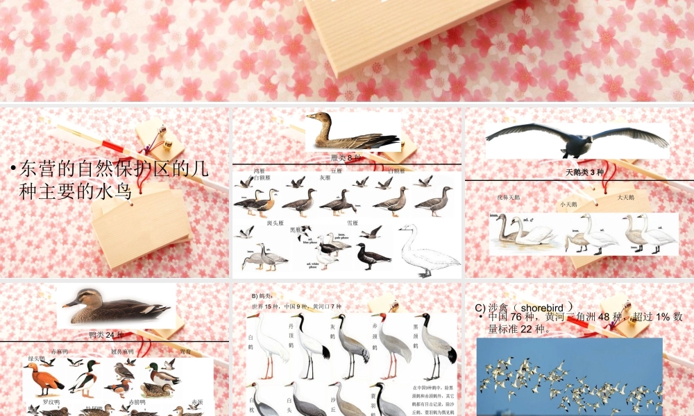 人教版二年级小学美术课件-东营保护区的鸟.ppt