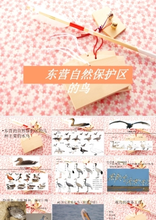 人教版二年级小学美术课件-东营保护区的鸟.ppt