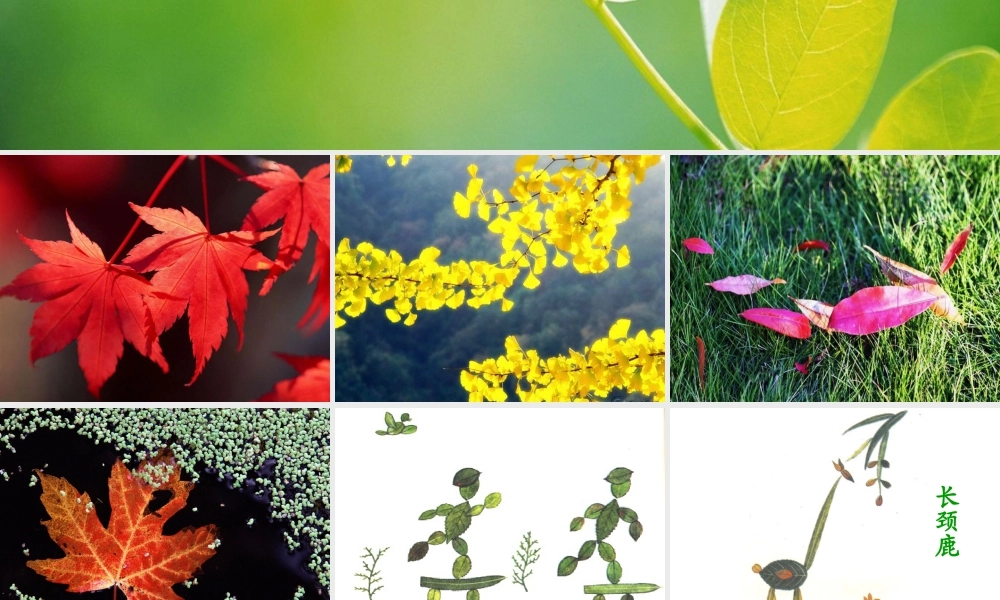 人教版二年级小学美术课件-多姿的叶画.ppt