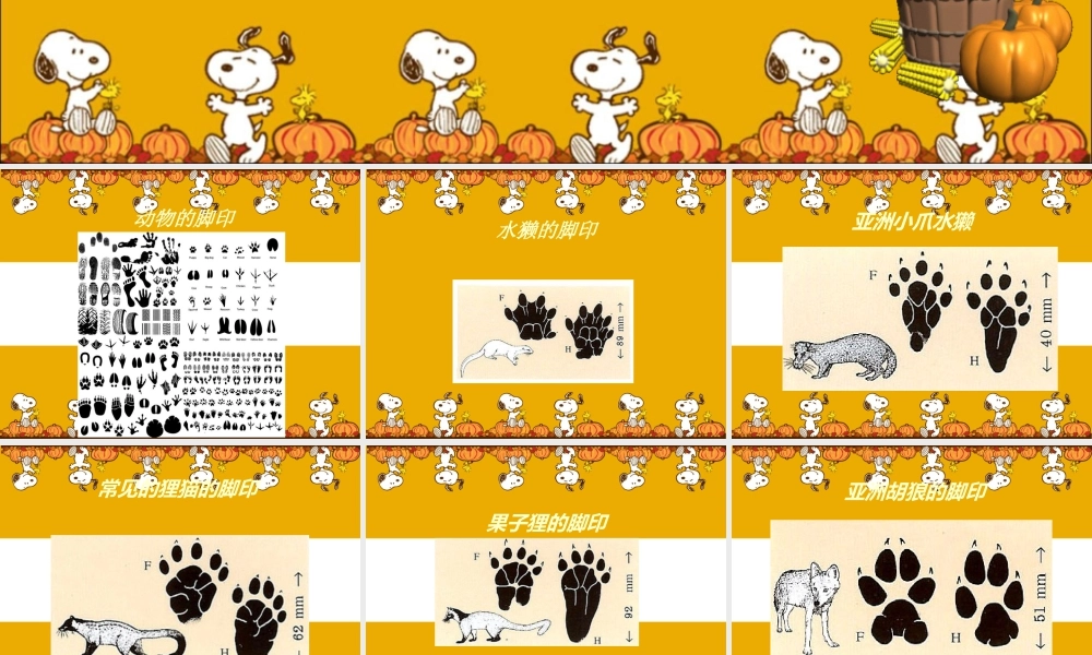 人教版二年级小学美术课件-脚印图示.ppt